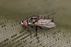 Cyclorrhapha