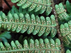 Dryopteris