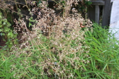 Agrostis capillaris