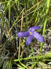 Gentianopsis simplex