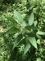 Urtica gracilis