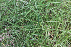Phalaris arundinacea