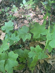 Hydrophyllum canadense