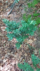 Ruscus aculeatus