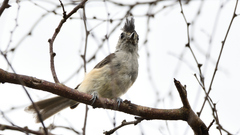 Baeolophus atricristatus