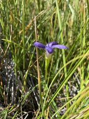 Gentianopsis simplex