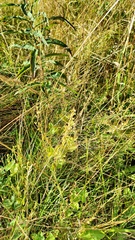 Veronica chamaedrys