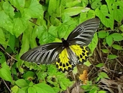 Troides aeacus