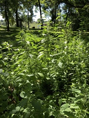 Urtica gracilis
