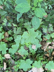 Hydrophyllum canadense