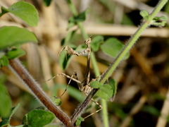Empusa pennata