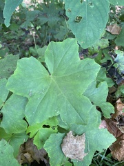 Hydrophyllum canadense