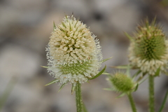 Dipsacus laciniatus