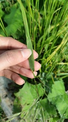 Lolium giganteum