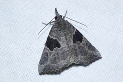 Hypena drucealis