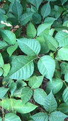 Toxicodendron rydbergii