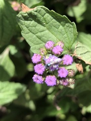 Augochloropsis metallica