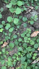 Lysimachia nummularia