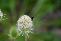 Dipsacus laciniatus