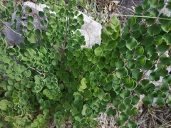 Pellaea cordifolia