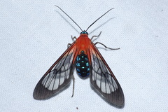 Cosmosoma telephus