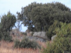 Quercus rotundifolia