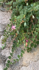Capparis