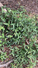 Berberis trifoliolata