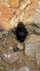 Phanaeus triangularis