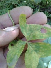 Puccinia oxalidis
