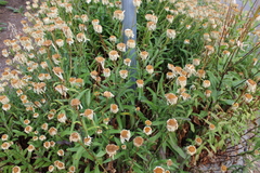 Leucanthemum maximum