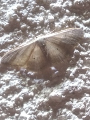 Idaea distinctaria