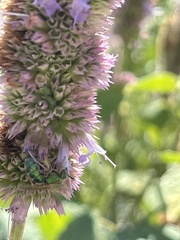 Agapostemon sericeus