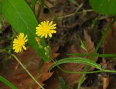 Crepis tectorum