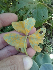 Puccinia oxalidis