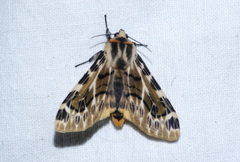 Hypercompe nemophila