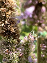 Agapostemon sericeus