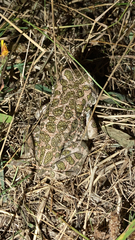 Bufotes viridis