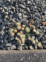Sempervivum arachnoideum