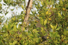 Tigrisoma mexicanum