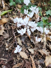 Cyclamen hederifolium
