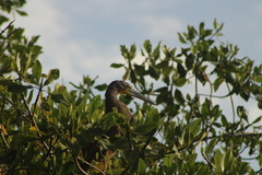 Tigrisoma mexicanum