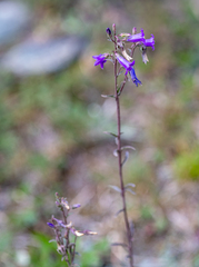 Campanula sibirica