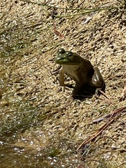 Lithobates clamitans