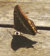 Charaxes jasius