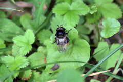 Volucella bombylans