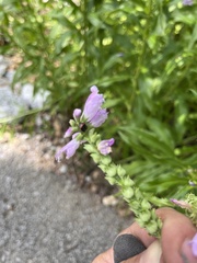 Cosmopepla lintneriana