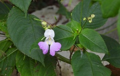 Impatiens balfourii