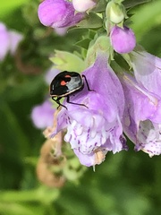 Cosmopepla lintneriana