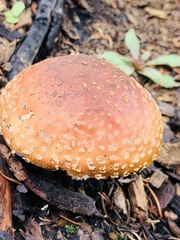 Amanita muscaria flavivolvata